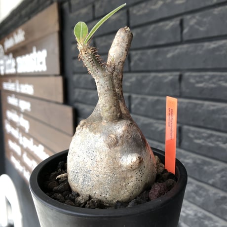 pachypodium gracilius《小さめM size》※現地球発根後店主国内管理3年株※大変ぼってり感強き樹形に霜降り斑点柄が可愛い一株※mad black pot植え
