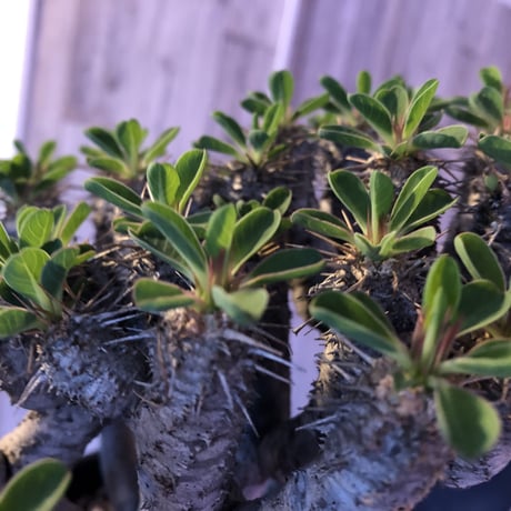 euphorbia    guillauminiana《L  size》明るいライトシルバー肌のbalance良き美株‼︎
