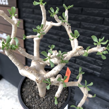 othonna furcata《 L size》極白肌良樹形※現地球発根後店主国内管理5年株※極美白肌且つ丁度良きサイズ感の良樹形株※mad black pot植え