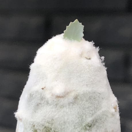 othonna   cyclophylla《大きめS size》※littmon seed🌱※白く丸々とした可愛さからの今後の成長と表皮の変色も楽しめる一株※mad black bowl pot植え