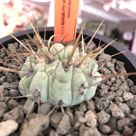 copiapoa   cinerea  長刺白棘黒王丸　✨W-he'd✨《小さめM size》激希少‼︎※現地球株カキ仔自根株‼︎※mad black bowl pot植え