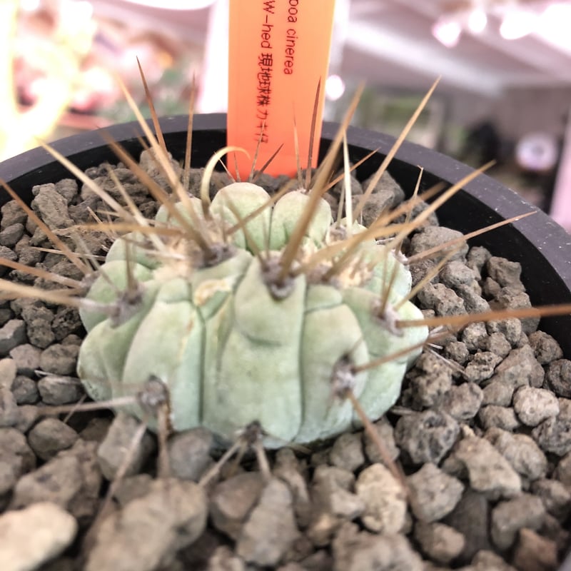 copiapoa cinerea 長刺白棘黒王丸 ✨W-he'd✨《小さめM size》