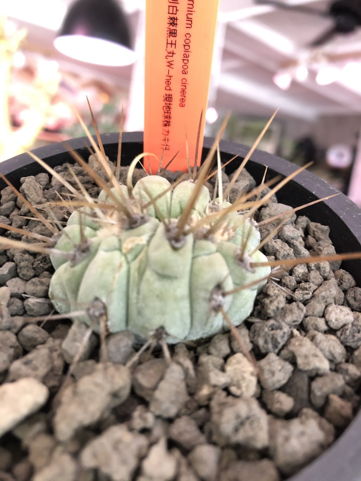 copiapoa cinerea 長刺白棘黒王丸 ✨W-he'd✨《小さめM size》