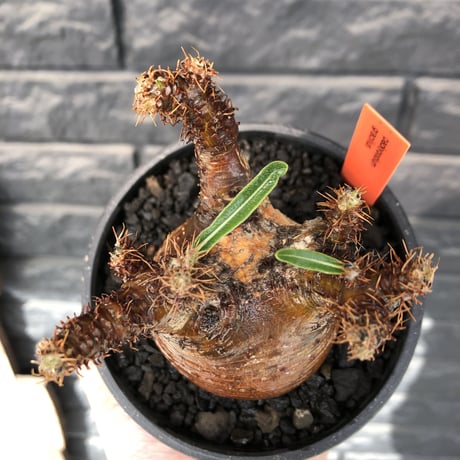 packypodium  gracilius《小さめM size》極現地焼け＆錆肌※現地球発根済株※店主国内管理3年株※枝振りも良く短枝樹形のぼってり良樹形な一株※mad black pot植え