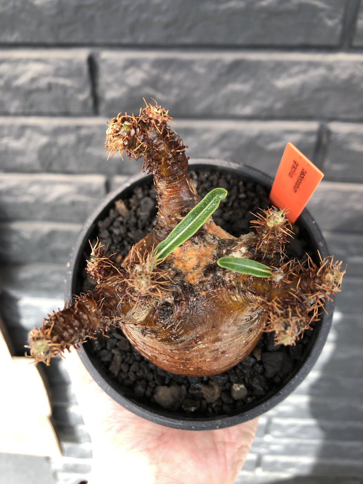 Pachypodium gracilis - 現地球　発根済み　抜き苗 packypodium gracilius《小さめM size》極現地焼け＆錆肌※現地球発根
