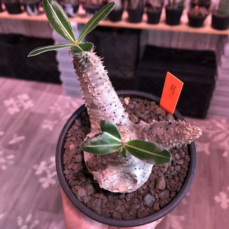 packypodium  cactipes《 M size》※現地球発根済株※とても丈は短く枝太で、枝折れ傷跡&横筋ボコボコ強にがwildカクチ‼︎※mad black pot植え