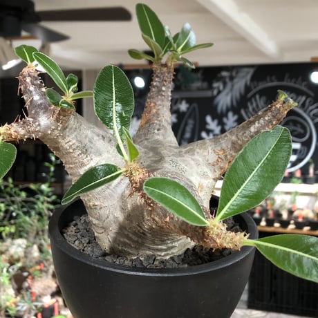 pachypodium enigmaticum《L size》※現地球株発根済※ワイルドな極太枝を持ち良樹形バランスの美しい一株‼︎（white肌）※black bowl pot植え