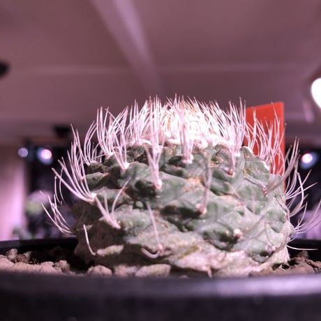 strombocactus 白棘菊水《大きめM size》激希少‼︎現地球発根済株※店主国内管理12年株※激希少株の上、極美白棘菊水‼︎堪らない唯一無二感※mad black bowl pot植え