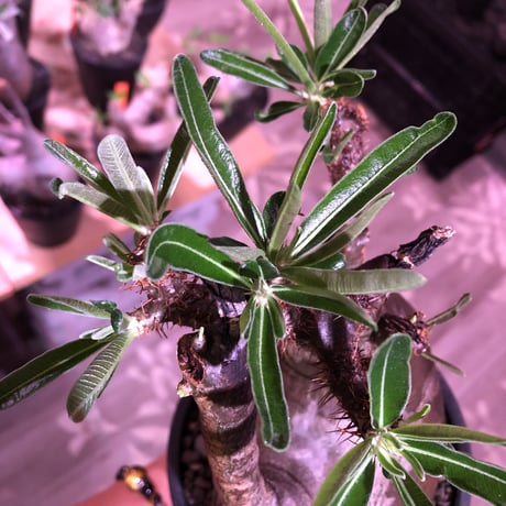 packypodium  gracilius《L size》W-he'd株※現地球発根済株※店主国内管理7年株※極バランス‼︎管理長きmad質な渋い奴※mad black bowl pot植え