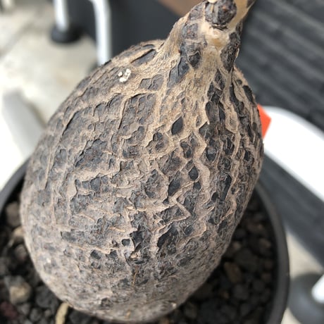 cyphostemma montagnacii《 大きめL size》※現地球発根後店主国内管理7年株※希少種大株ひび割れた表皮が渋かっこいい一株‼︎良樹形※mad black bowl pot植え