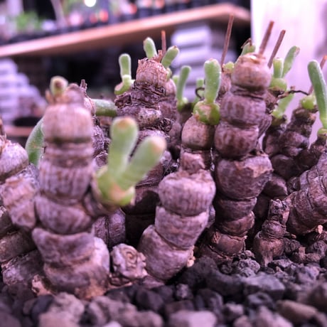 monilaria   moniliformis《M size》希少群生株 ※冬型caudex‼︎　オススメ株　※浅鉢植え