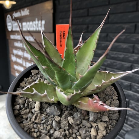 agave montana《M size》選抜株※現地球株発根済※纏まり締まり良きワイルド感満載で男前な出立ちが堪らない‼︎※mad black  pot植え