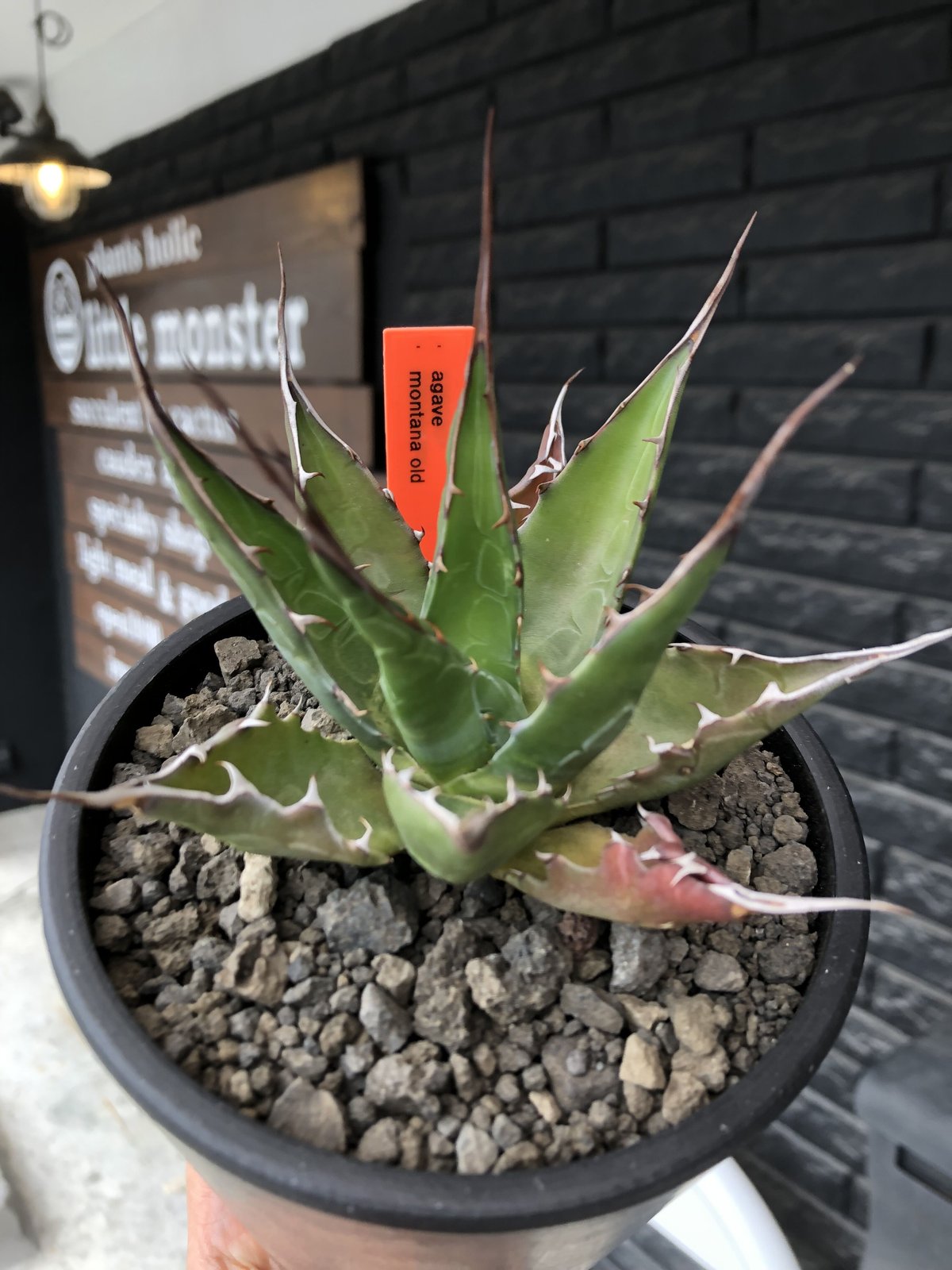 agave montana《M size》選抜株※現地球株発根済※纏まり締まり良き ...