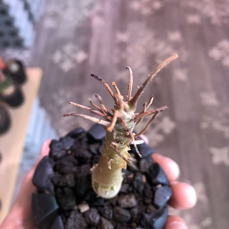 sesamothamnus rivae《大きめS size》※現地球発根済株※店主国内管理2年株※小振り現地球株は逆に珍しく小さくても表皮のメクれがwildで堪らない一株‼︎※陶器鉢植え