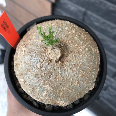 kedrostis africana《L size》※現地球発根後店主国内管理2年株※極美肌球体樹形にギザギザ葉が魅力な美しいの極み的アフリカーナ‼︎※mad black pot植え