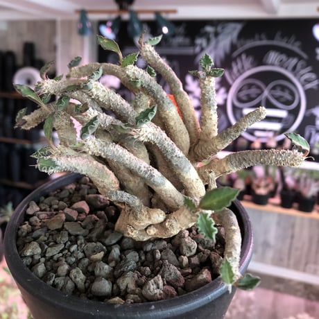 euphorbia tulearensis《L  size》※大変良き塊根と激しい枝振りを持つ希少性激高塊根ユーフォルビア‼︎丈も締まった将来有望株※mad black bowl pot植え