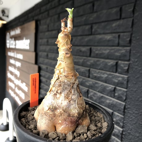cyphostemma currori《大きめM size》希少種※現地球発根後店主国内管理4年株※ひび割れた立体ボコボコ表皮&ぼってり樹形が堪らない一株※mad black pot植え