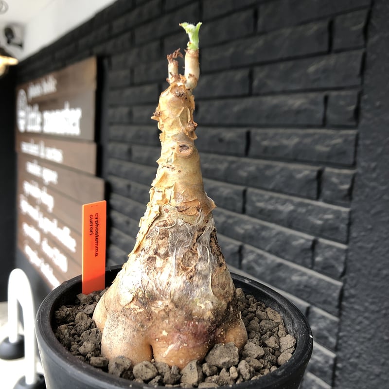 cyphostemma currori《大きめM size》希少種※現地球発根後店主 cyphostemma currori《大きめM size》希少種※現地球発根後店主