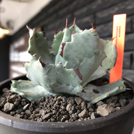 agave  isthmensis《M size》※現地球発根後店主国内管理2年株※weight低く締まり纏まり良き良バランス※mad black pot植え