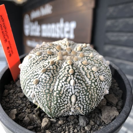 astrophytum asterias var.ミラクル兜《L size》大きめ且つ極白肌が堪らない‼︎希少兜※店主国内管理9年株  ※mad black bowl pot植え
