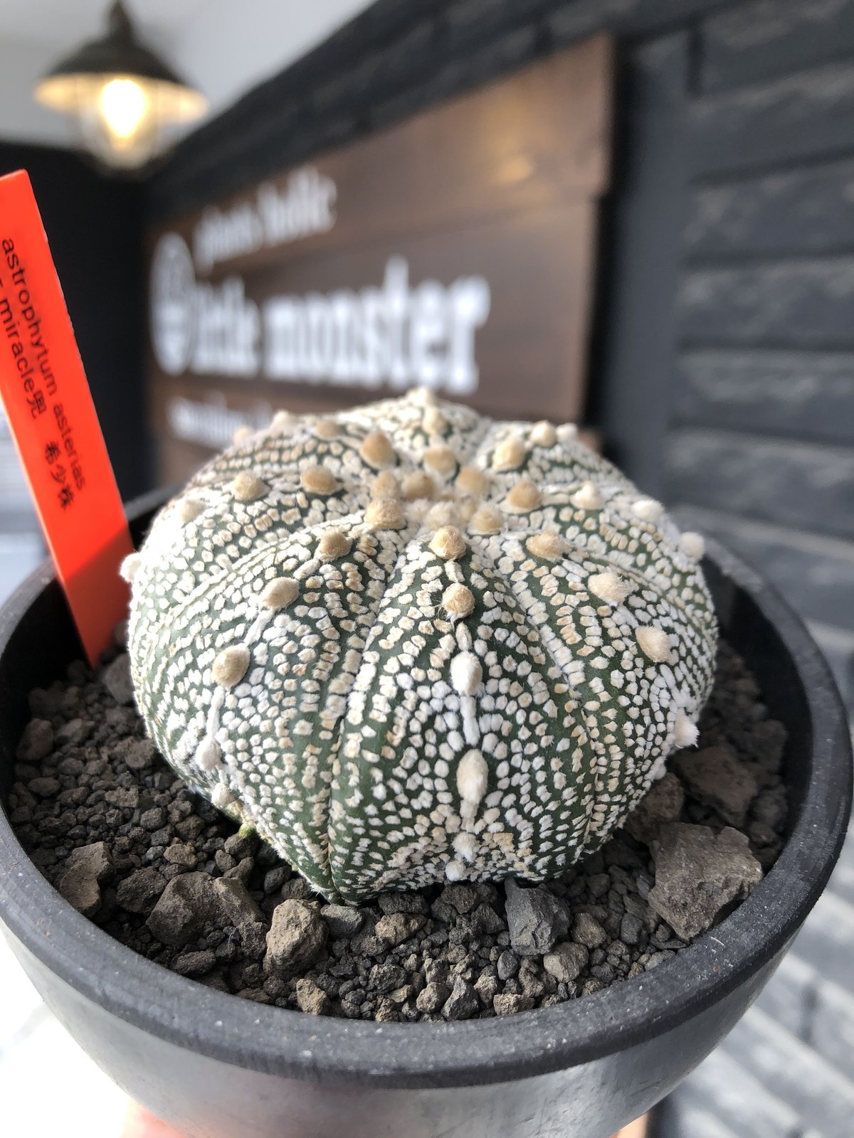 65 ブセファンドラ pygmaea var marble6株まとめ袋 65 ブセファンドラ