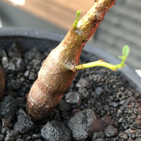 senna  meridionalis《 S size》littmon seed🌱※小振りながら大切に育てた堪らなキュートなセンナ※mad black pot植え