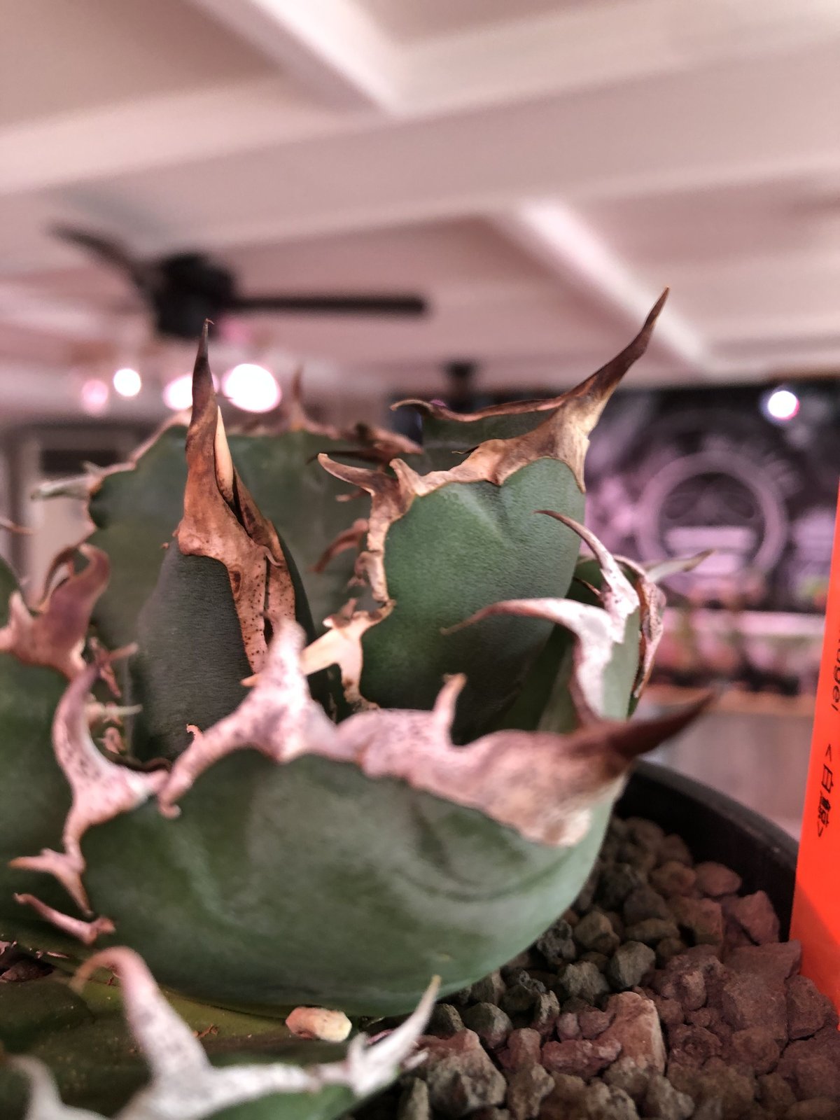 agave titanota 白鯨《M size》※現地球発根済株※最高の鋸歯に幅広肉厚葉...