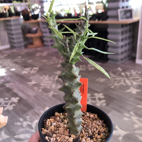 ceropegia   dimorpha《M size》※独創性高き二色のmonster‼︎※限定２株