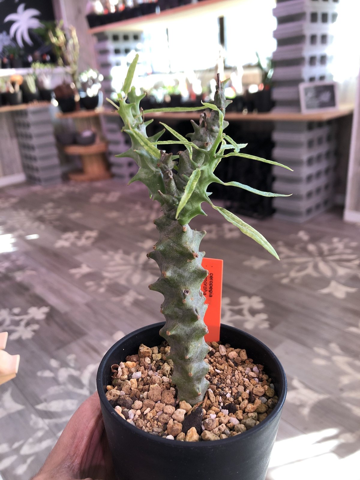 創界神ヘラ 3枚 楽天市場】創界神ヘラの通販