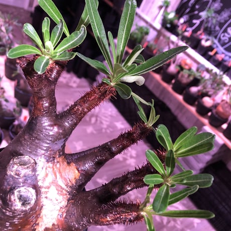 packypodium  gracilius《L  size》※現地球発根済株※店主国内管理3年株※現地焼けの自己主張強きぼってりwildグラキ‼︎※mad black pot植え