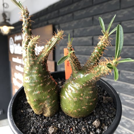 pachypodium gracilius《M size》希少green肌&W-he'd株※現地球発根後店主国内管理2年株※強いgreen肌とぼってり株元な選抜株※mad black pot植え