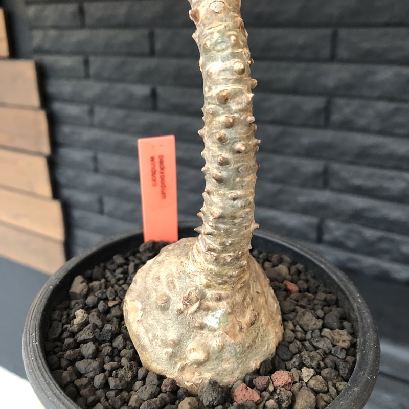 packypodium windsorii《Msize》※現地球発根済み株‼︎今後脇枝が出て