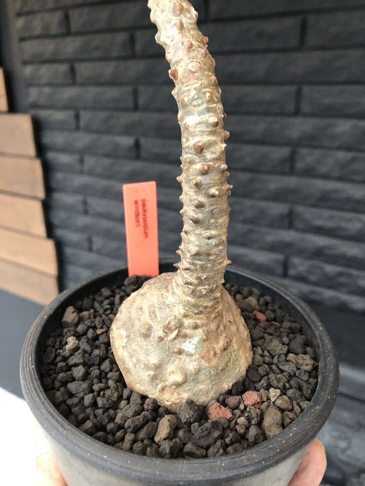 種子 20粒 パキポディウム ウィンゾリー windsorii【マダガスカル産】 packypodium windsorii《Msize》※現地球発根済み株‼︎今後脇枝が出て