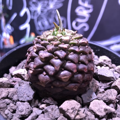 euphorbia    bupleurifolia《鉄甲丸》M  size  ※mad  black  bowl  pot植え