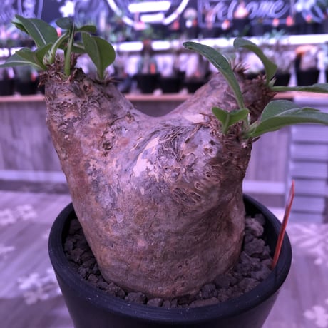 packypodium   roslatum var. eburneum（M size）※現地球発根済み株※店主管理4年株‼︎※大変可愛いブラウン肌且つ縦横同size株※mad black pot植え