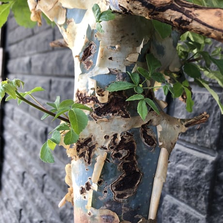 commiphora  holtziana《大きめLL size》驚愕‼︎極太株第3弾‼︎※現地球発根後店主国内管理3年株※渋さ佇まいが堪らない大株※brown marble bowl pot植え