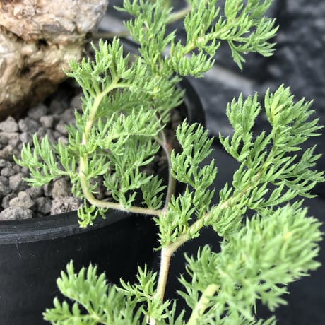 pelargonium triste《大きめL  size》※現地球発根済株※店主国内管理3年株※大株wild樹形な上、より特化した朽く肌質とcolorが堪らない‼︎※mad black pot植え