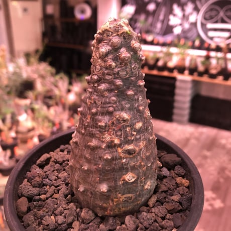 euphorbia   pachypodioides《大きめM size 》※ボコボコ肌＆個体差の赤肌ぼってり樹形‼︎葉の表がグリーンで葉裏色と紫花な魅力的‼︎※mad black pot植え