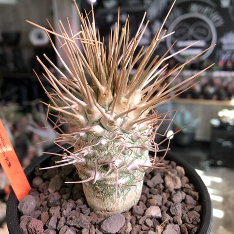 packypodium  namaquanum 光堂《L size》littmon seed🌱※激希少大きめ光堂‼︎時間かけしっかり育てた渾身の一株‼︎※mad  black bowl pot植え