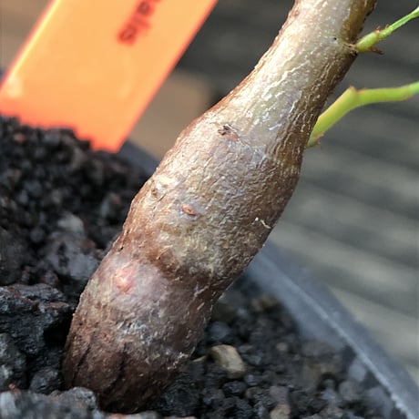 senna  meridionalis《 S size》littmon seed🌱※小振りながら大切に育てた堪らなキュートなセンナ※mad black pot植え