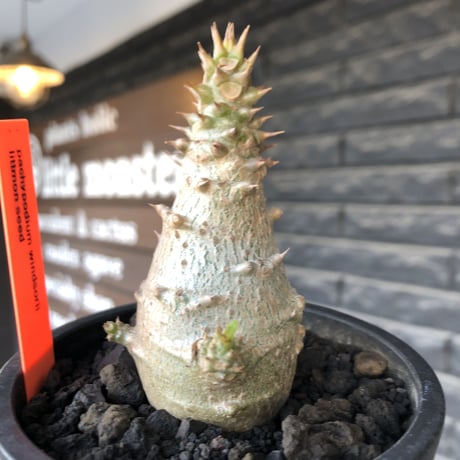 pachypodium windsorii《M size》※選抜littmon seed🌱※weight低き極ぼってり株元&枝振りも◎良樹形※mad black pot植え