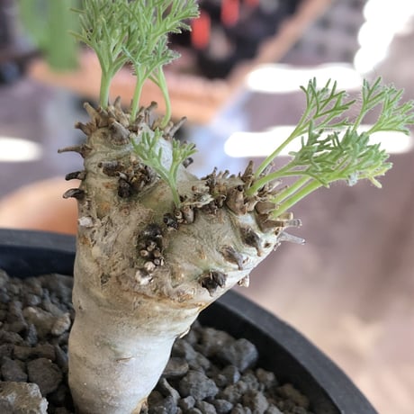sarcocaulon peniculinum《大きめS size》激希少種※現地球発根後店主国内管理5年株※堪らないほど極白の美しい一株※mad black pot植え