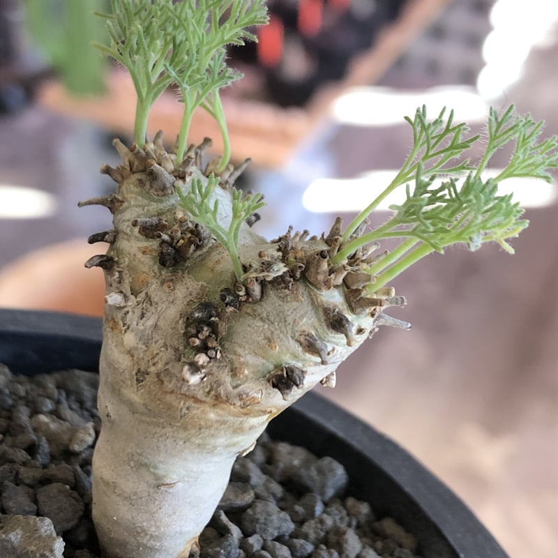 sarcocaulon peniculinum《大きめS size》激希少種※現地球発根後店主