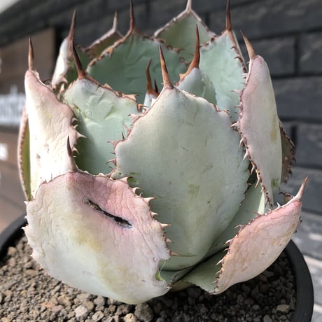 agave guadalajalana《大きめM size》※現地球発根後店主国内管理3年株※極締まり良き美しすぎるボール樹形の選抜株※mad black bowl pot植え