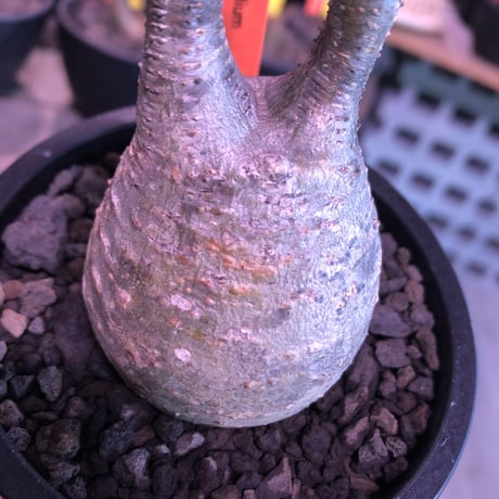 pachypodium  gracilius《S size》希少ニ頭枝美株※現地球発根済株※店主国内管理2年株※小振りでかわいい綺麗肌グラキ‼︎希少ニ頭枝選抜株※mad black pot植え