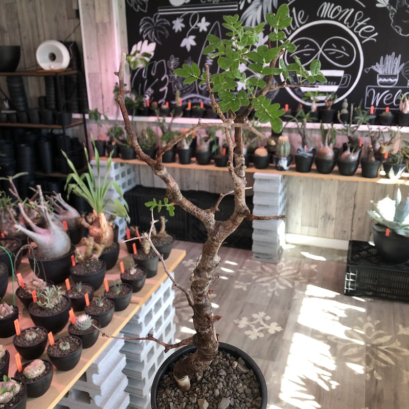 commiphora monstrosa《 M size》※現地球発根済株※店主国内管理