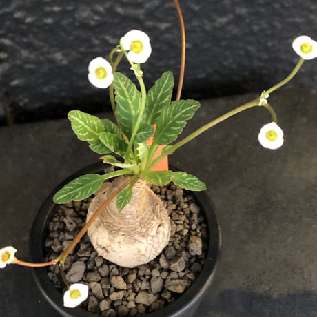 euphorbia  fishbone《 M size》※現地球発根後店主国内管理4年株（店主私物株②）※激希少‼︎今や流通少なきフィッシュボーン※mad black pot植え