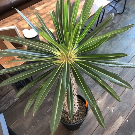 packypodium lamerei