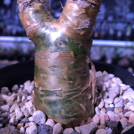 tylecodon  paniculatus 《S size》置き物のようなかわいさ