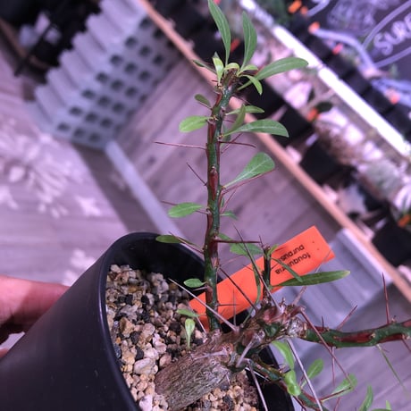 fouquieria  purpusii《M size》balance良き人気プルプシー